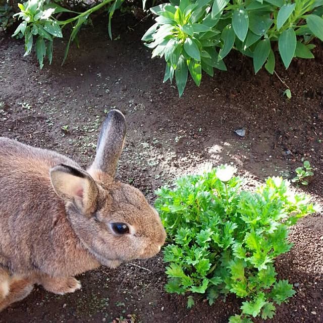 naanaNruruさんの実例写真