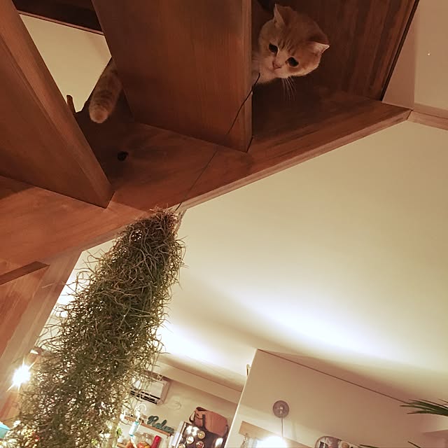 maruさんの実例写真