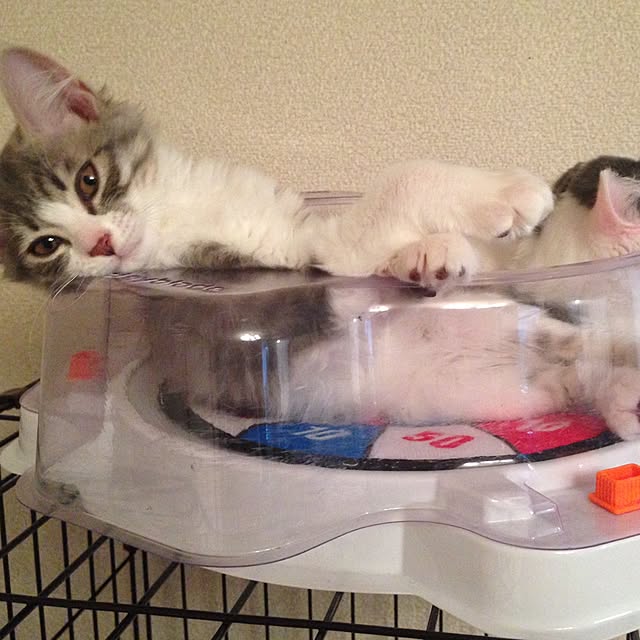fuuさんの実例写真