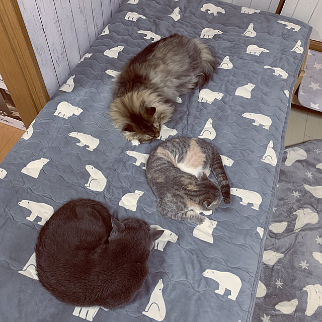 CATさんの実例写真