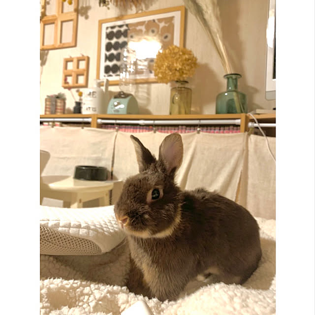 mo-nosukeさんの実例写真
