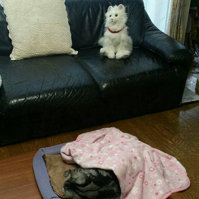 showさんの実例写真