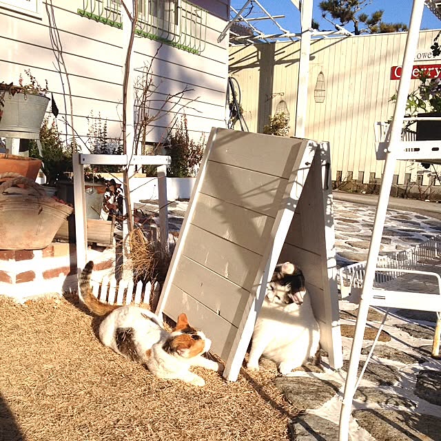 sawaさんの実例写真