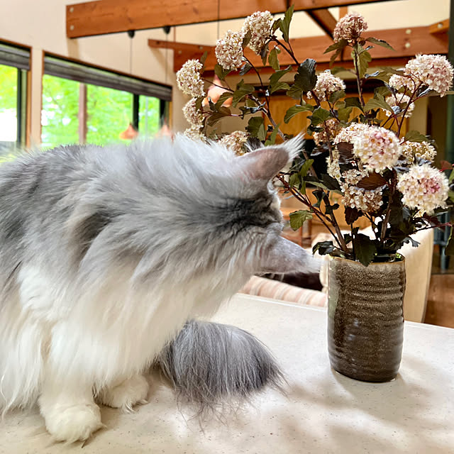 Kikko.さんの部屋