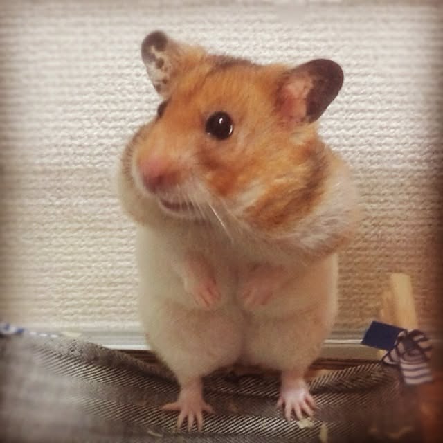 bichunosukeさんの実例写真