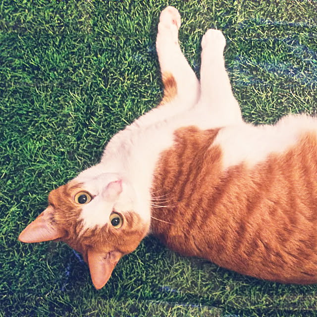 実例写真