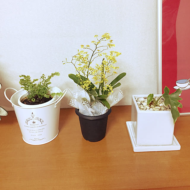 棚/観葉植物のインテリア実例 - 2017-12-06 18:36:20
