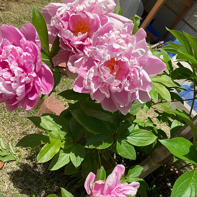 kirakirahoshiさんの実例写真