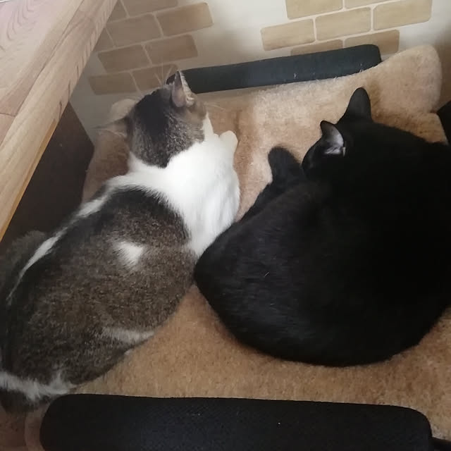 Tomopさんの実例写真