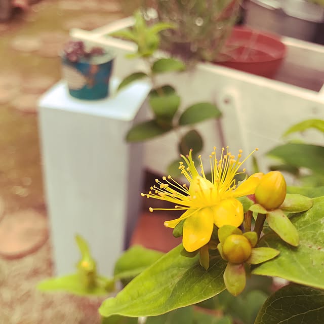 kokko3さんの実例写真