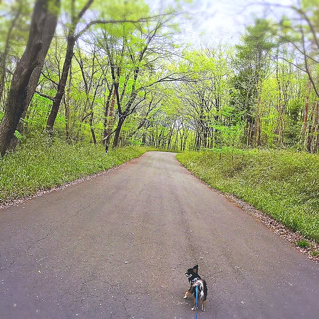 実例写真