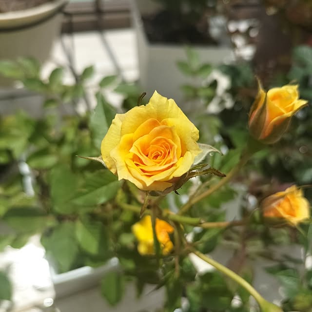 aoiroさんの部屋