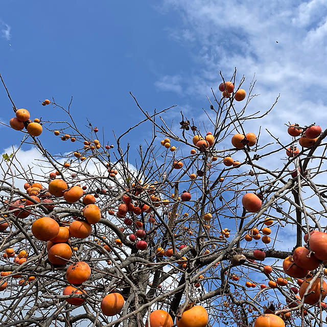 buchiさんの部屋