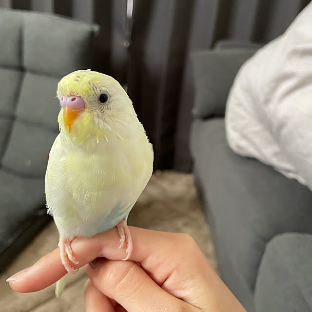 mappyさんの実例写真