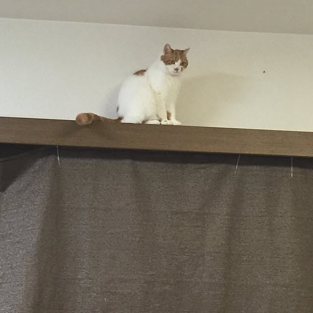 chi_kaさんの実例写真