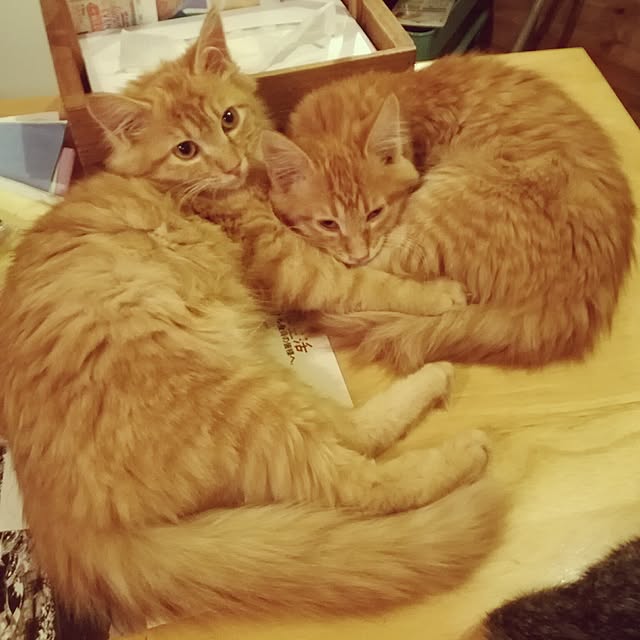 Maki-nekomamireさんの実例写真