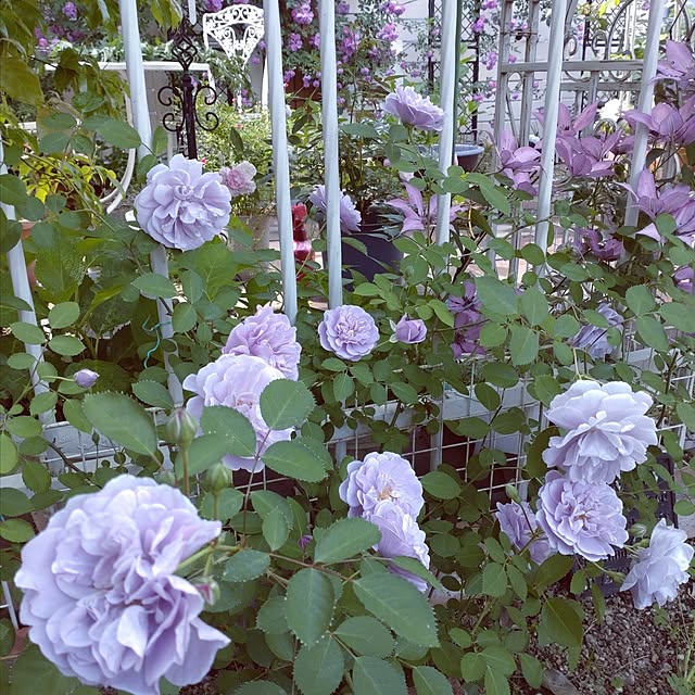 vol.4013写真