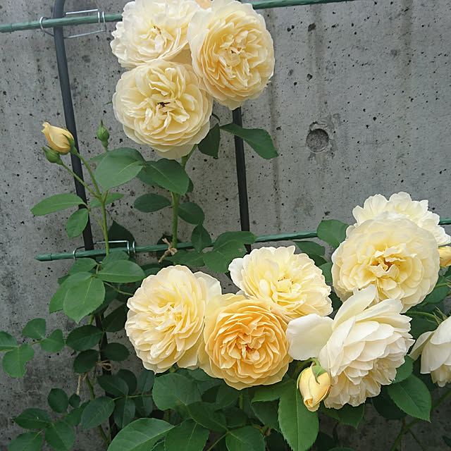 kuremaさんの実例写真