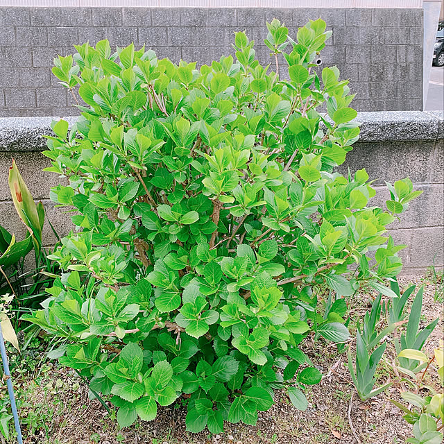 Shinamonさんの実例写真