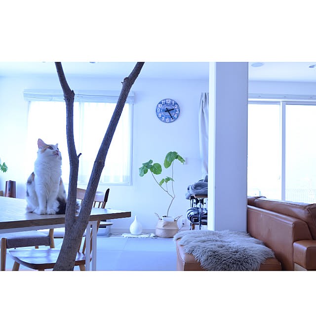 kiichigoさんの実例写真
