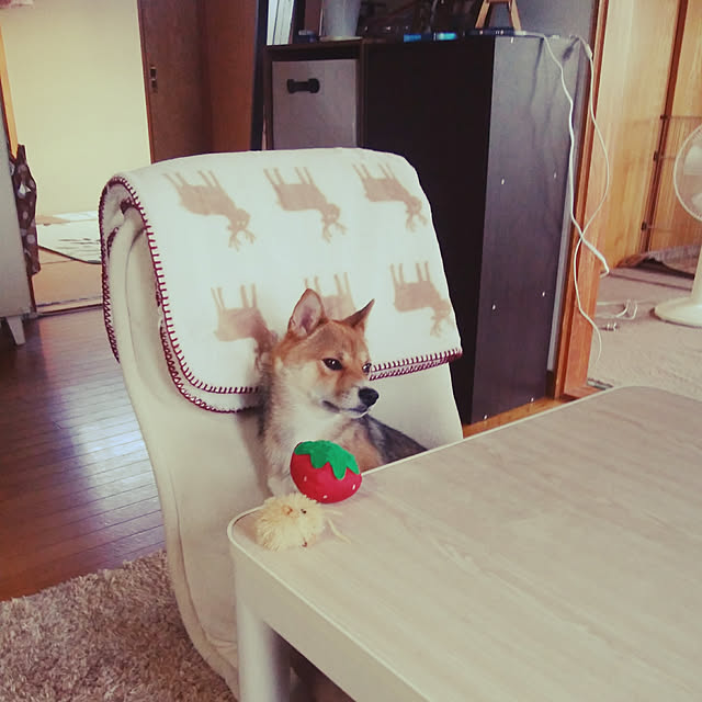 mameさんの実例写真