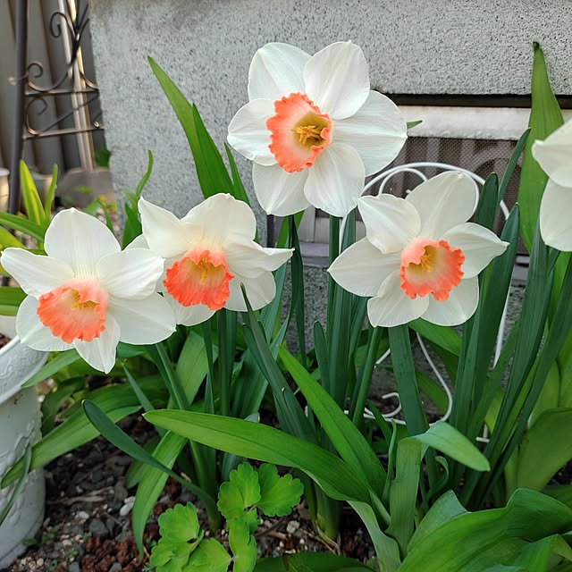 kiraさんの実例写真