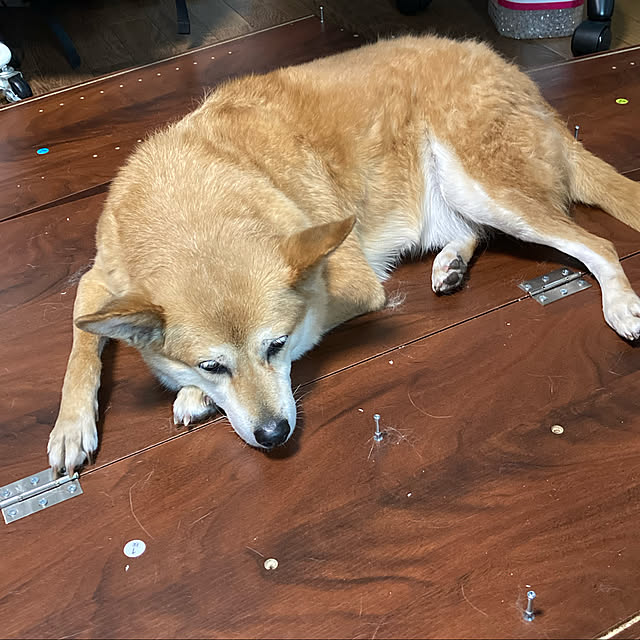 luckyさんの実例写真