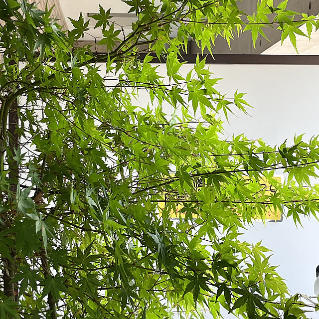 leonさんの部屋