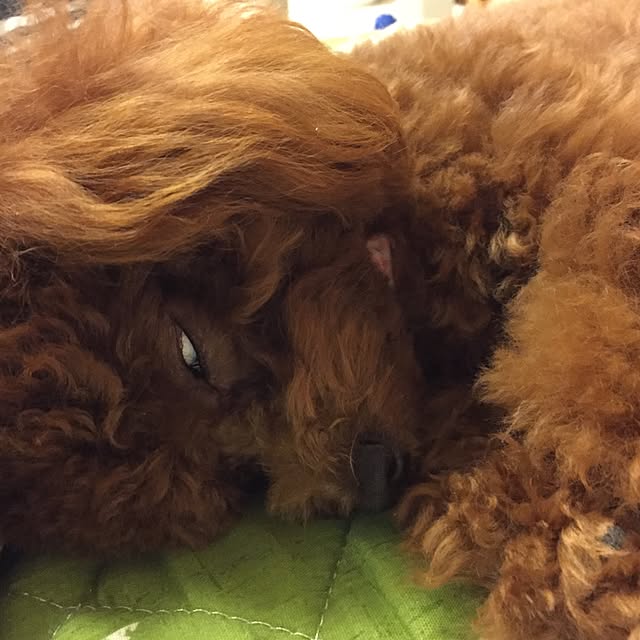 ISM.mumさんの実例写真
