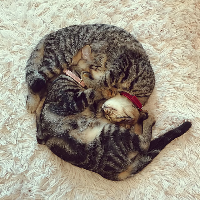 emikoさんの実例写真