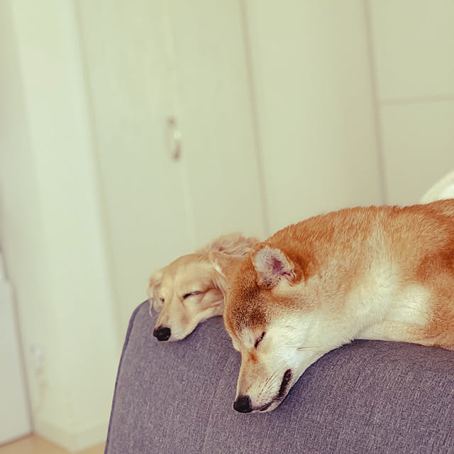 mariさんの実例写真