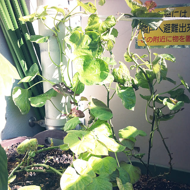 hanachanさんの実例写真