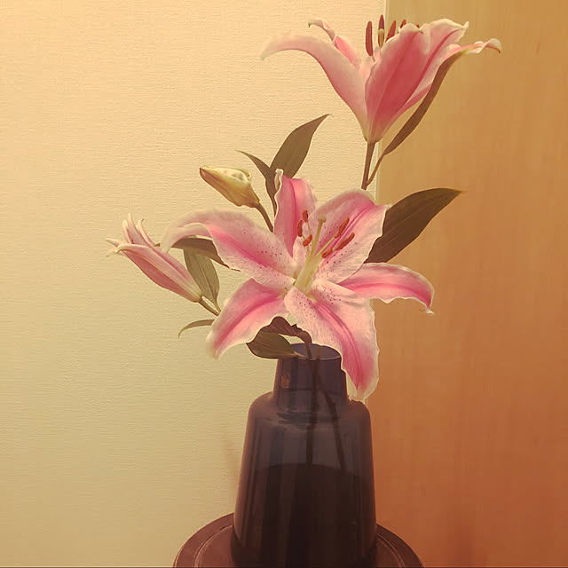 katuさんの実例写真
