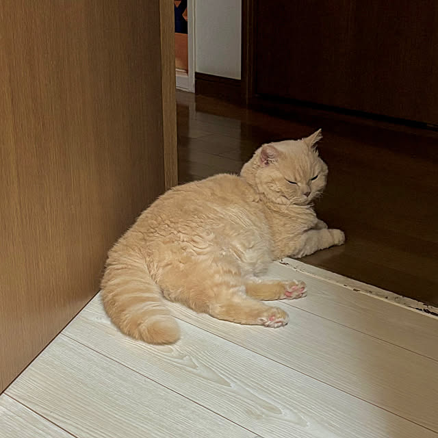 naokoさんの実例写真