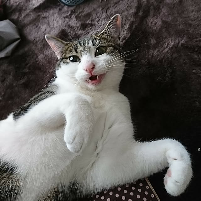 kiraさんの実例写真