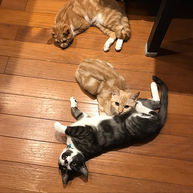 COLeCoさんの実例写真