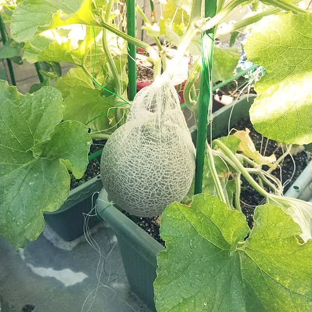 narikawaさんの実例写真