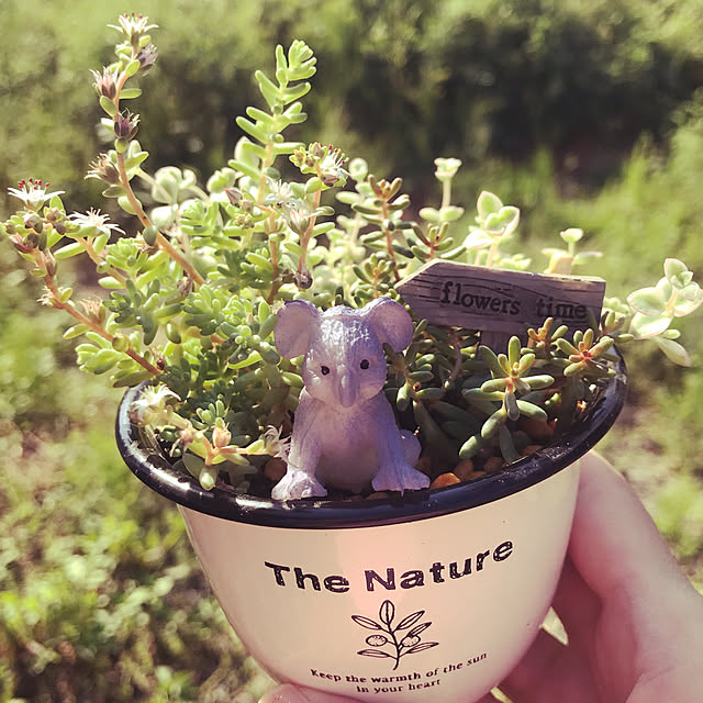 多肉植物/キッチンのインテリア実例 - 2019-05-25 19:24:58