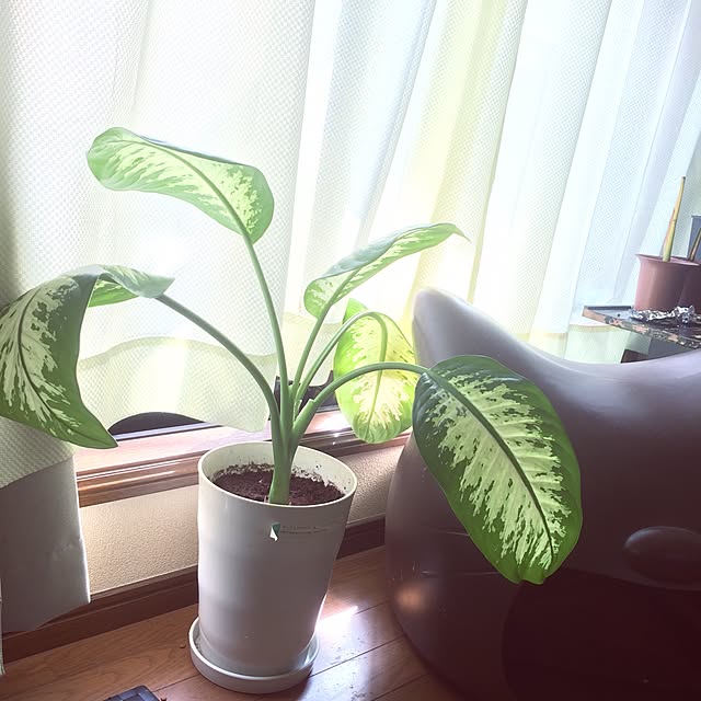 maimaiさんの実例写真
