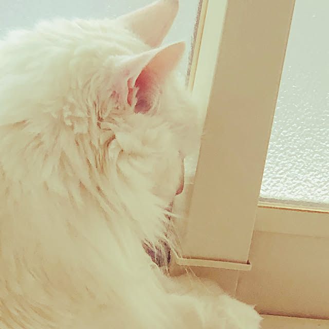 hiicanさんの実例写真
