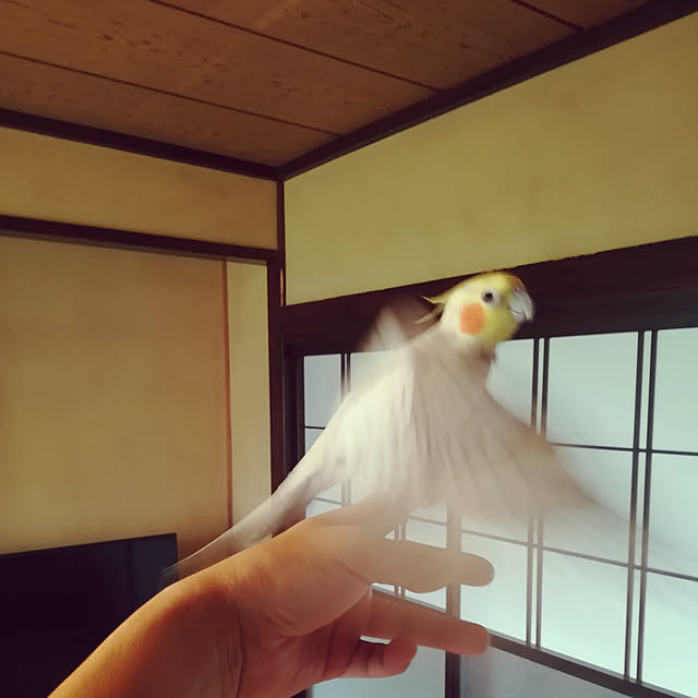 amanojakuさんの実例写真