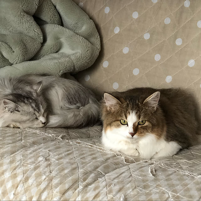 sanaeさんの実例写真