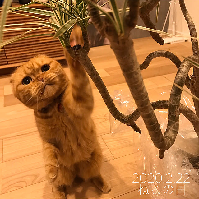 hm_myhomeさんの実例写真