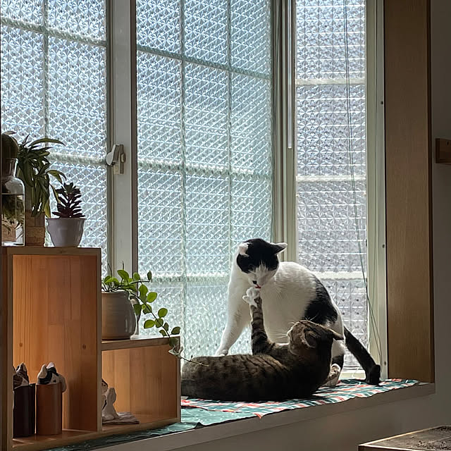 nobikoさんの実例写真