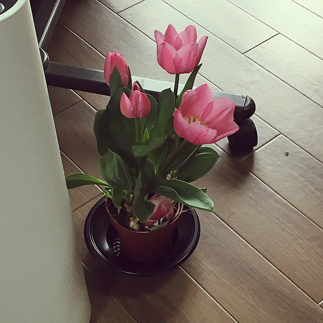 nyansさんの実例写真