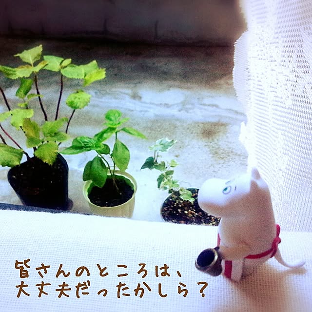 dotlaceさんの実例写真
