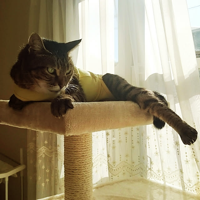 lilyさんの実例写真