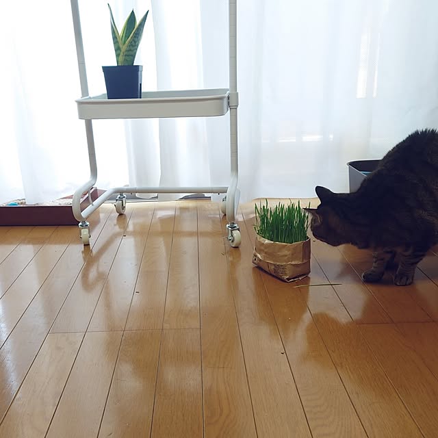 nachiさんの実例写真