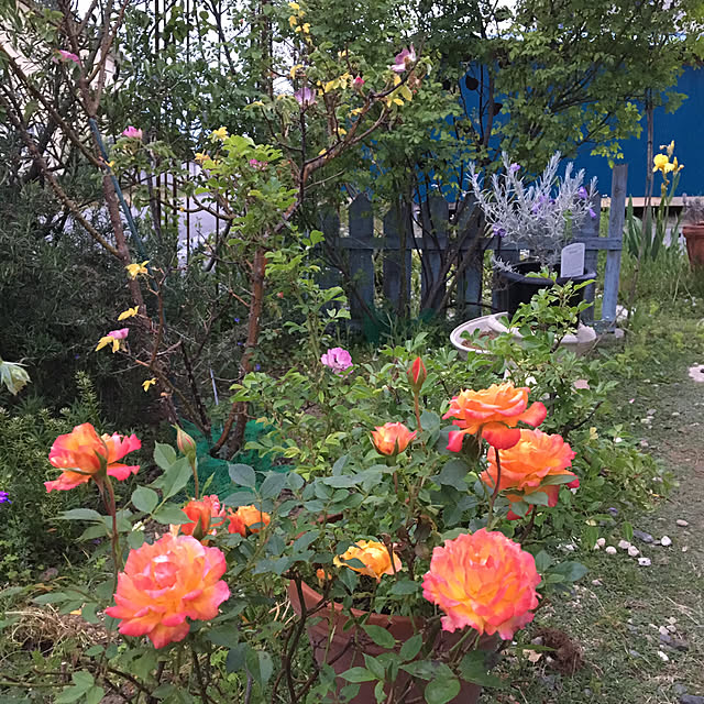 shigimiさんの実例写真