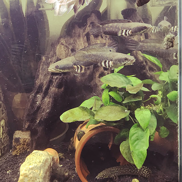 tornadeさんの実例写真